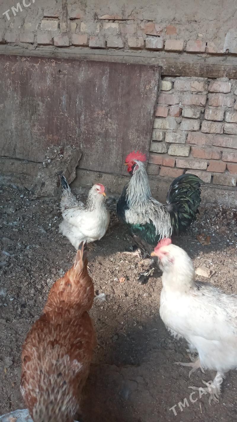 balgar juje - Мары - img 5