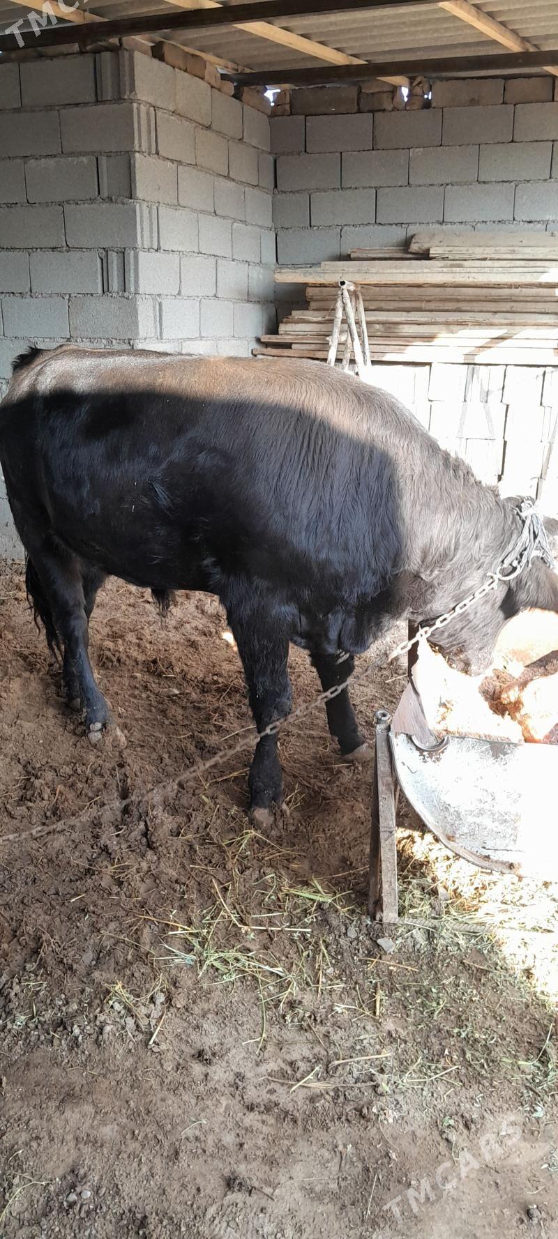 Gara öküz maly - Багир - img 3