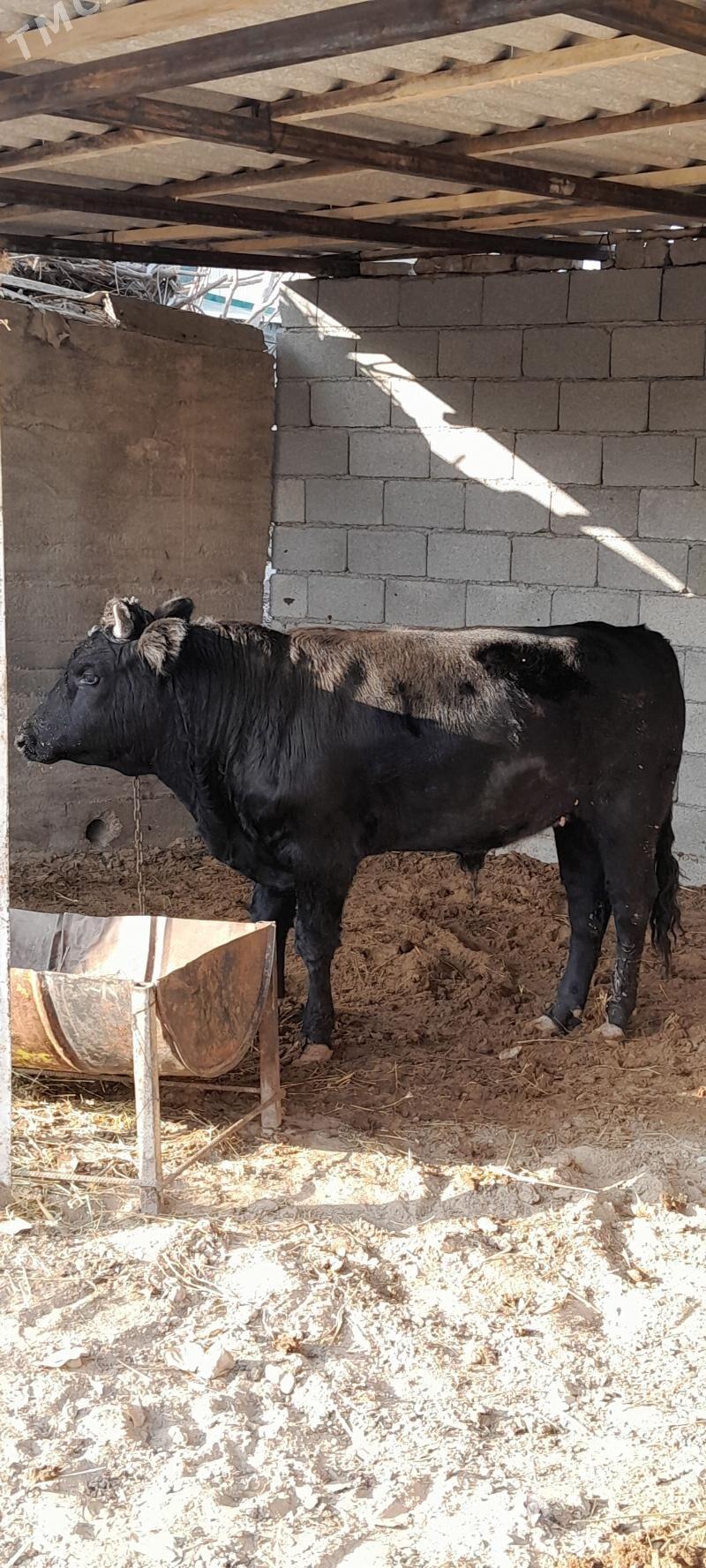 Gara öküz maly - Багир - img 1