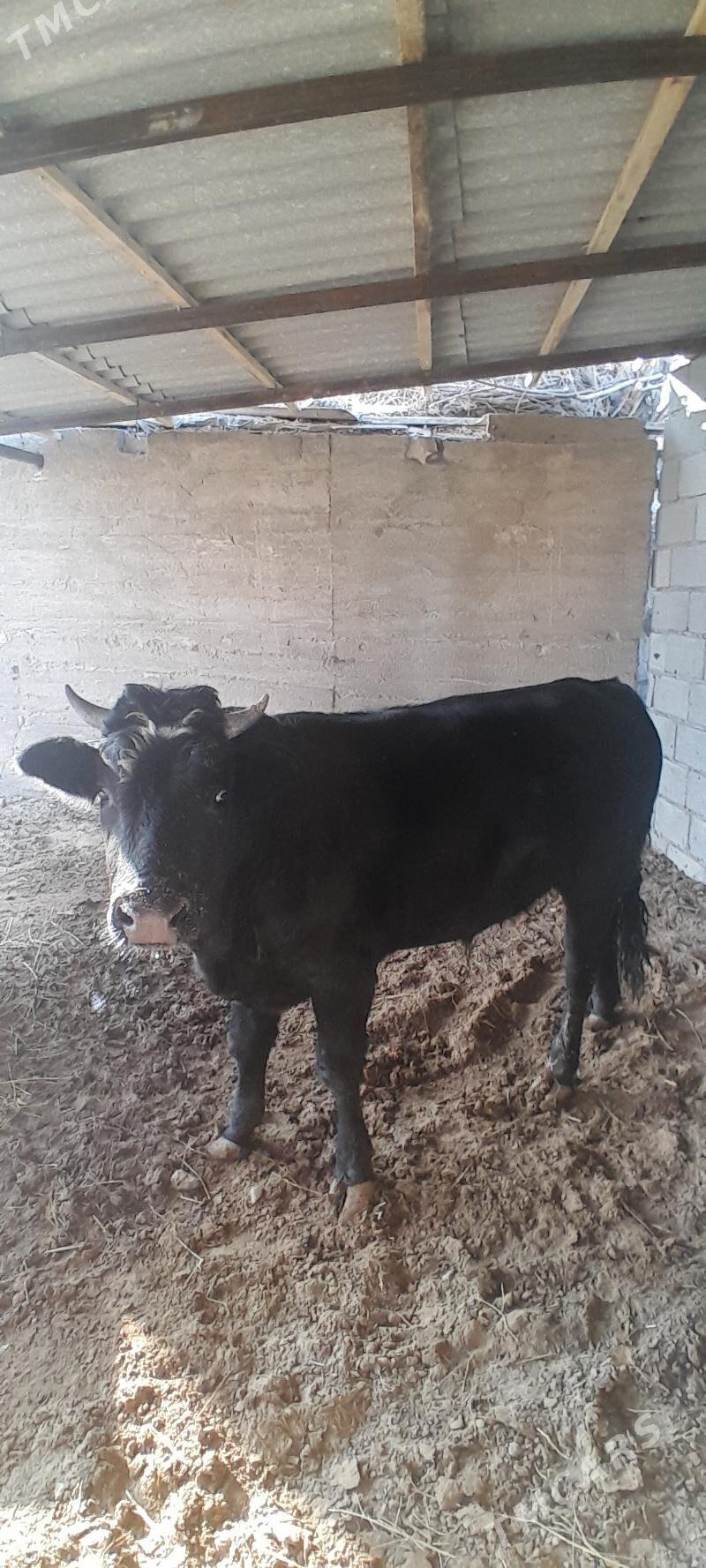 Gara öküz maly - Багир - img 2