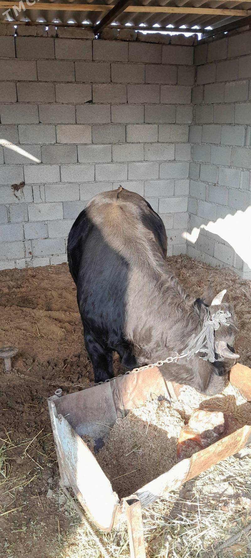 Gara öküz maly - Багир - img 4