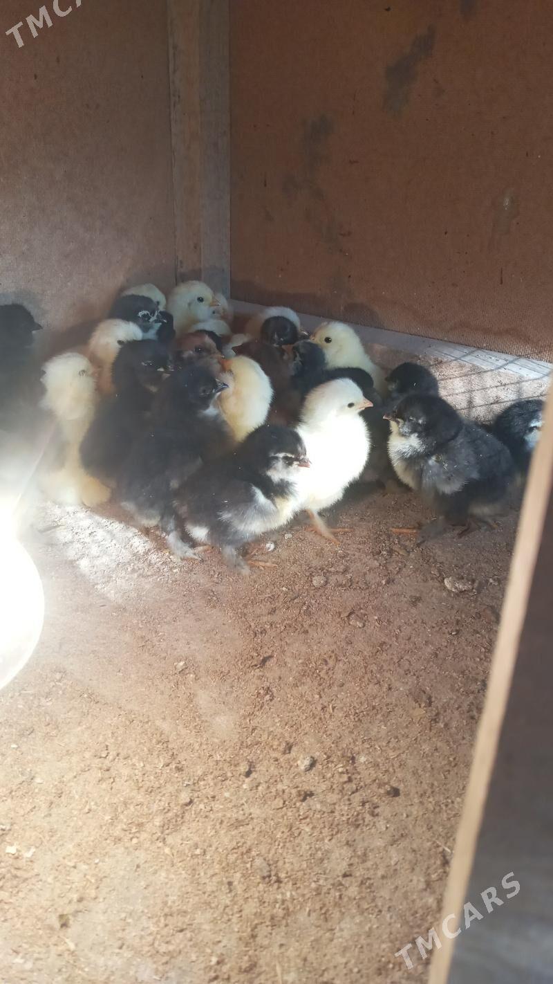 balgar juje - Мары - img 4