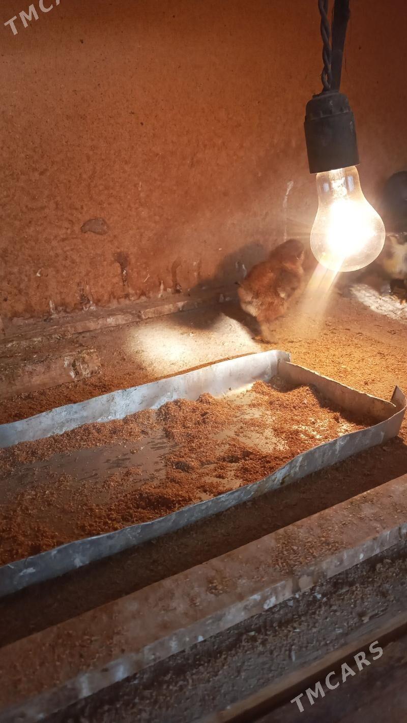 balgar juje - Мары - img 3