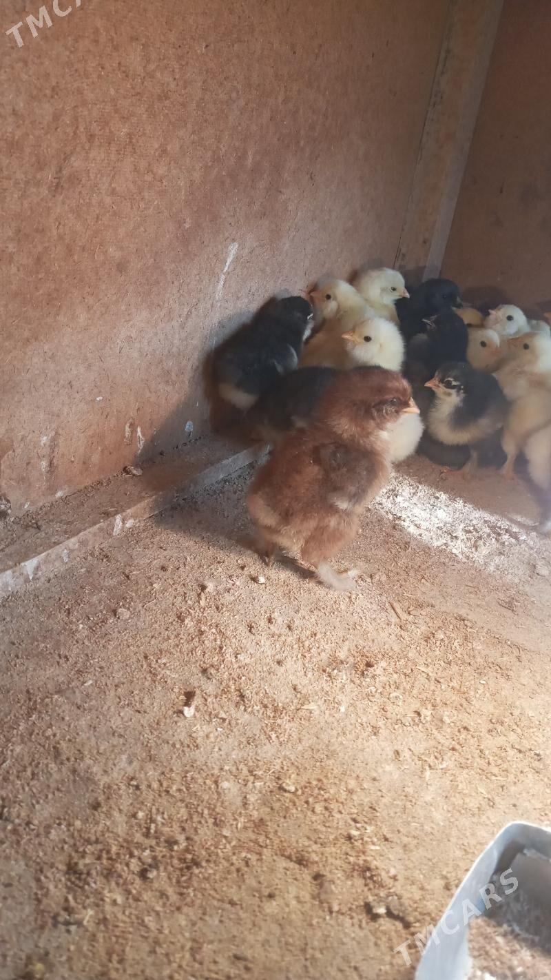 balgar juje - Мары - img 1