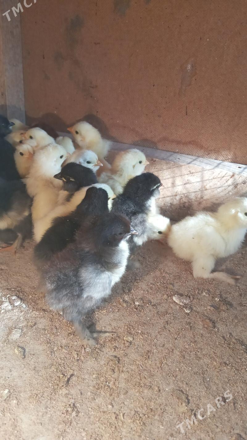 balgar juje - Мары - img 2