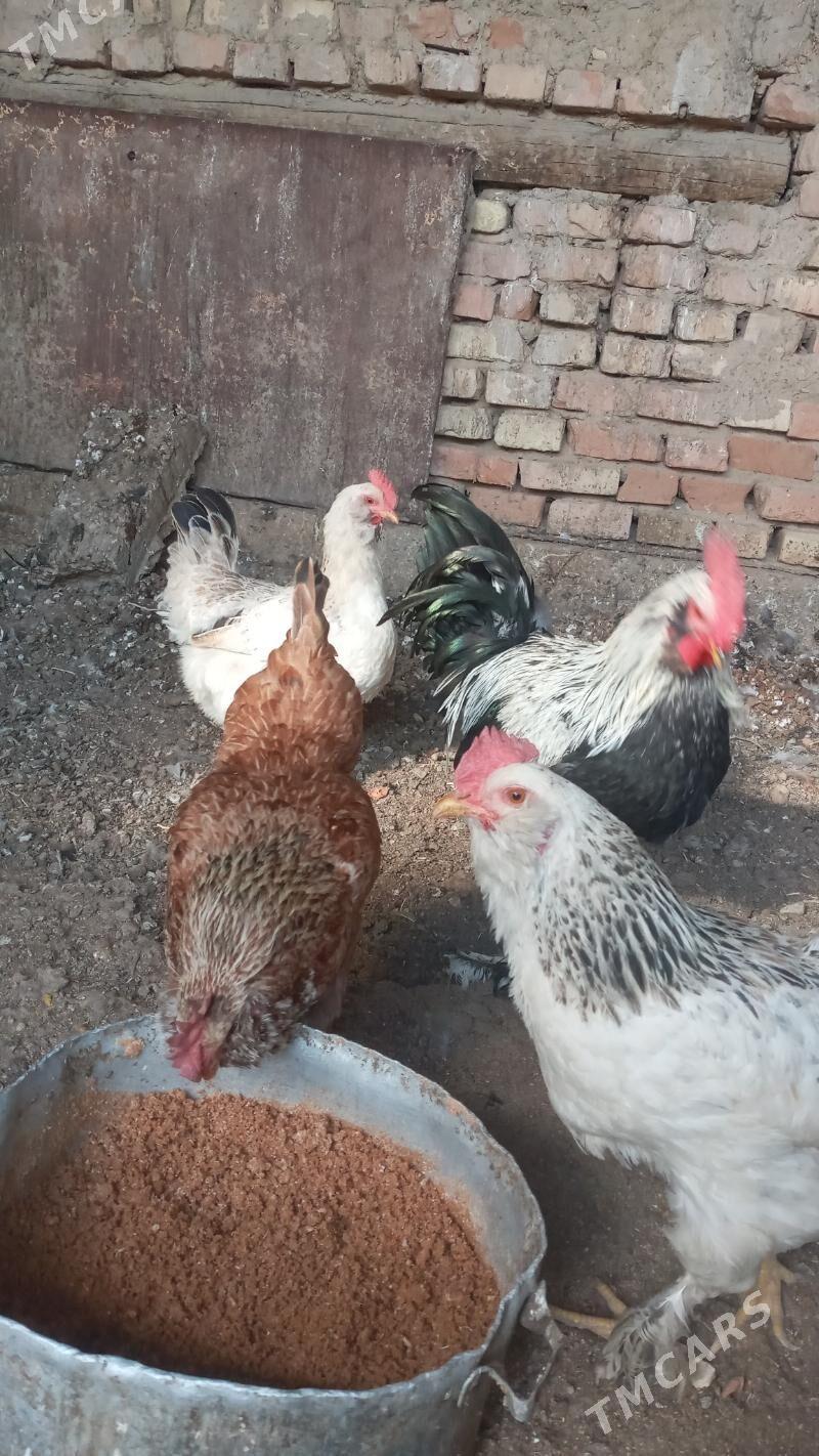 balgar juje - Мары - img 6