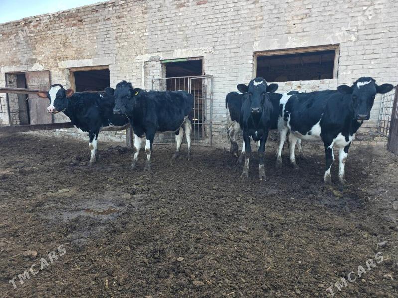 Сыгыр - Чарджоу - img 1