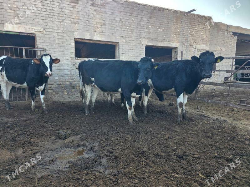 Сыгыр - Чарджоу - img 2