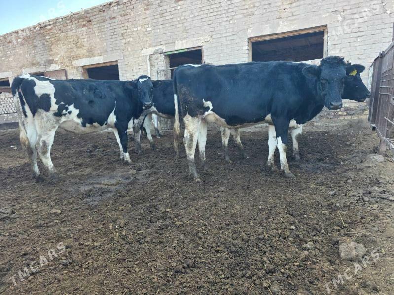 Сыгыр - Чарджоу - img 3