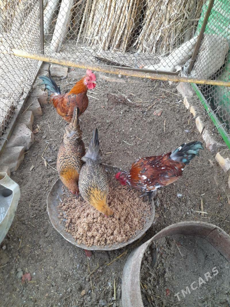 Ýaponçik - Dänew - img 2