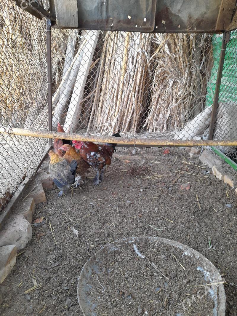 Ýaponçik - Dänew - img 4