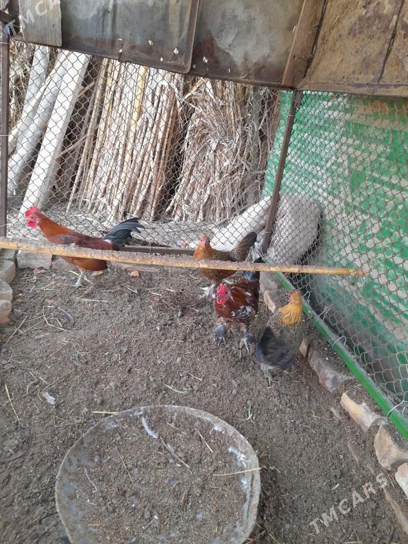 Ýaponçik - Dänew - img 5