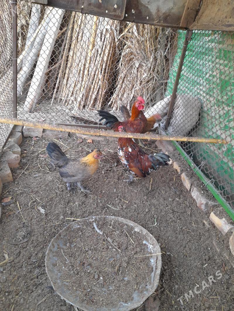 Ýaponçik - Dänew - img 6