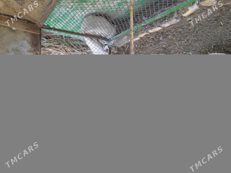 Ýaponçik - Dänew - img 3