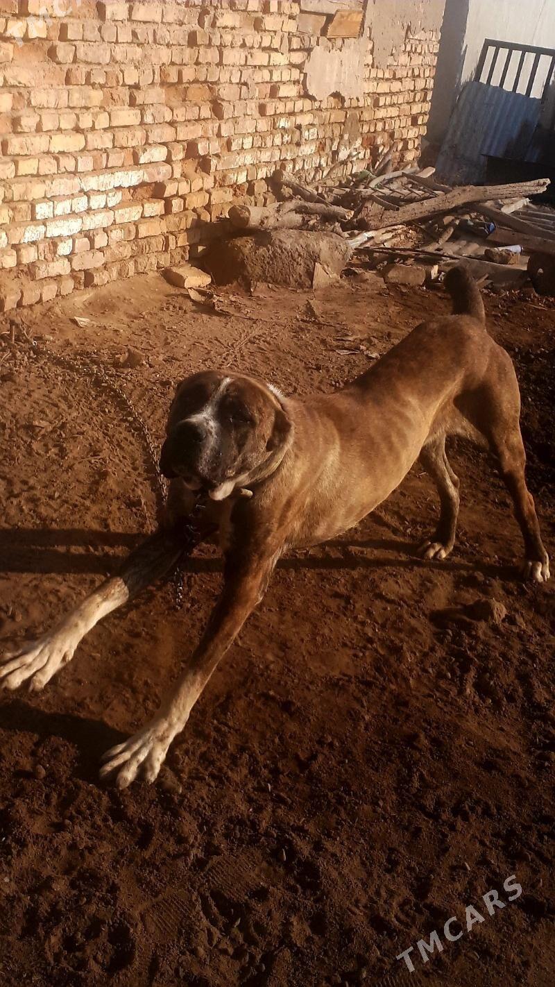 Gibrit kopek - Туркменабат - img 2