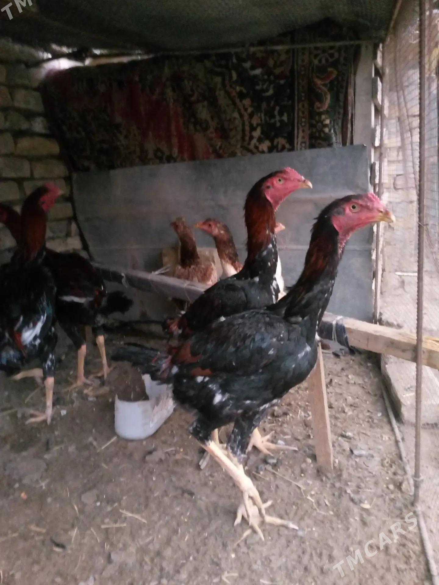 horaz - Туркменабат - img 1