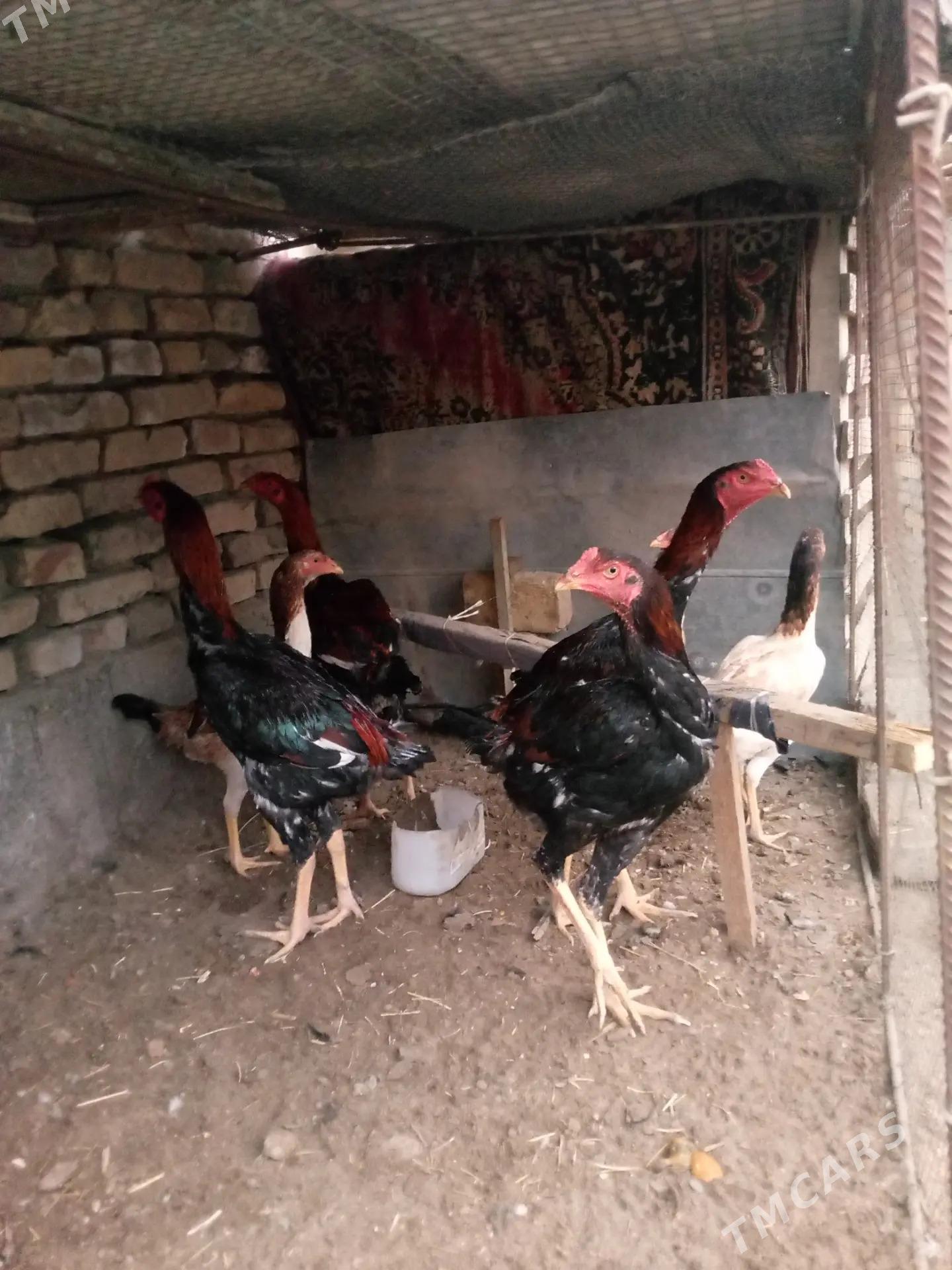 horaz - Туркменабат - img 3