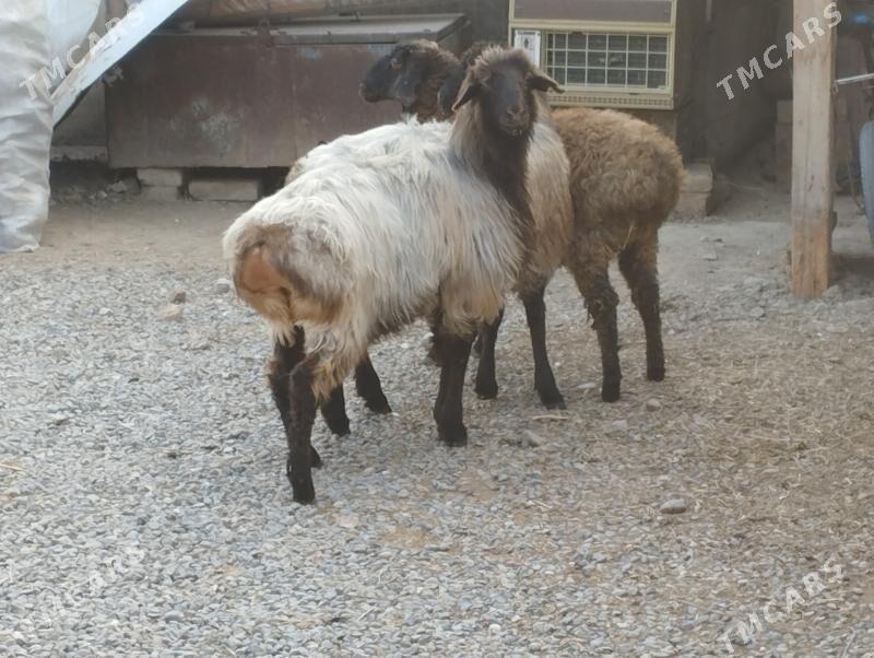 Gurat tokly - Aşgabat - img 2