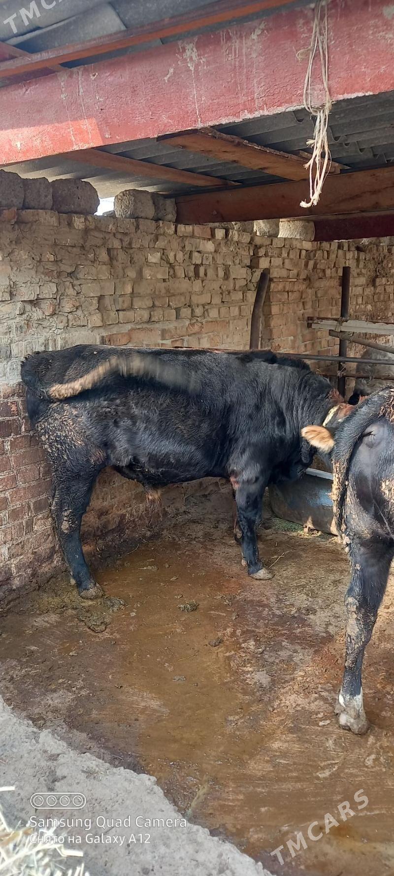 ady gole - Хитровка - img 3