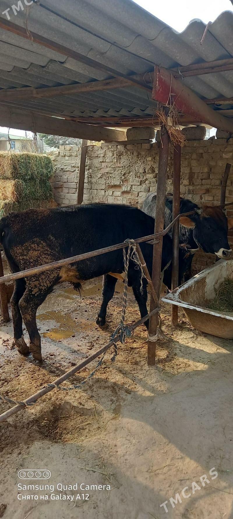 ady gole - Хитровка - img 2