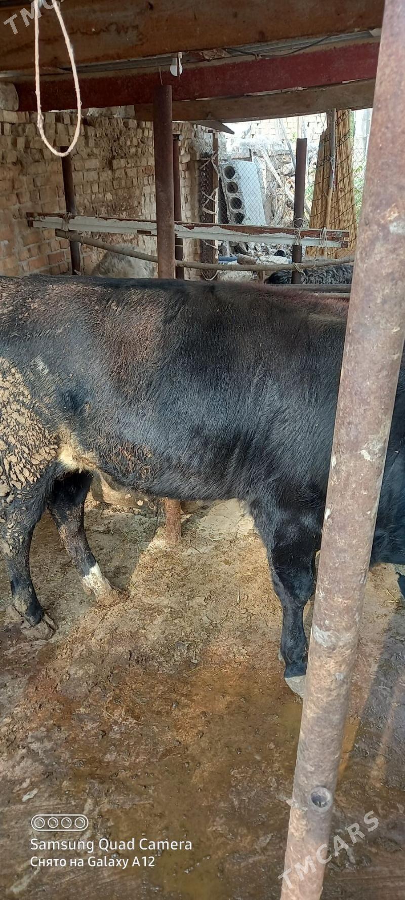 ady gole - Хитровка - img 4