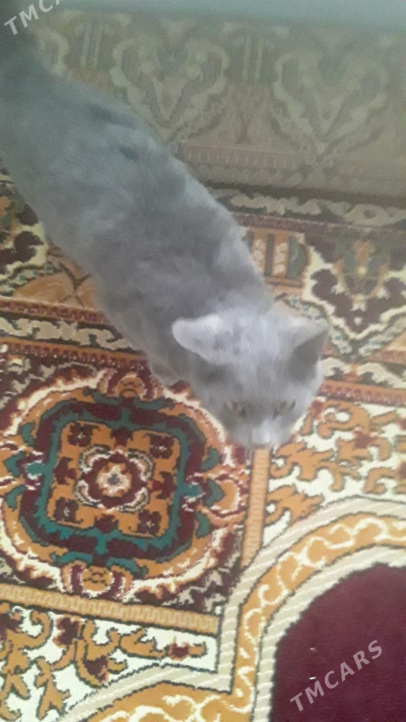 pişik - Гёкдепе - img 2