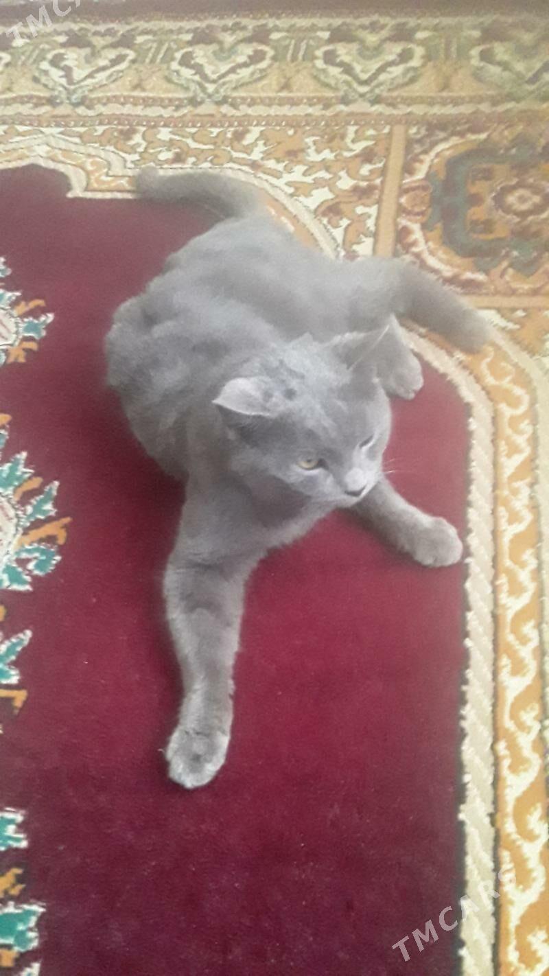 pişik - Гёкдепе - img 1