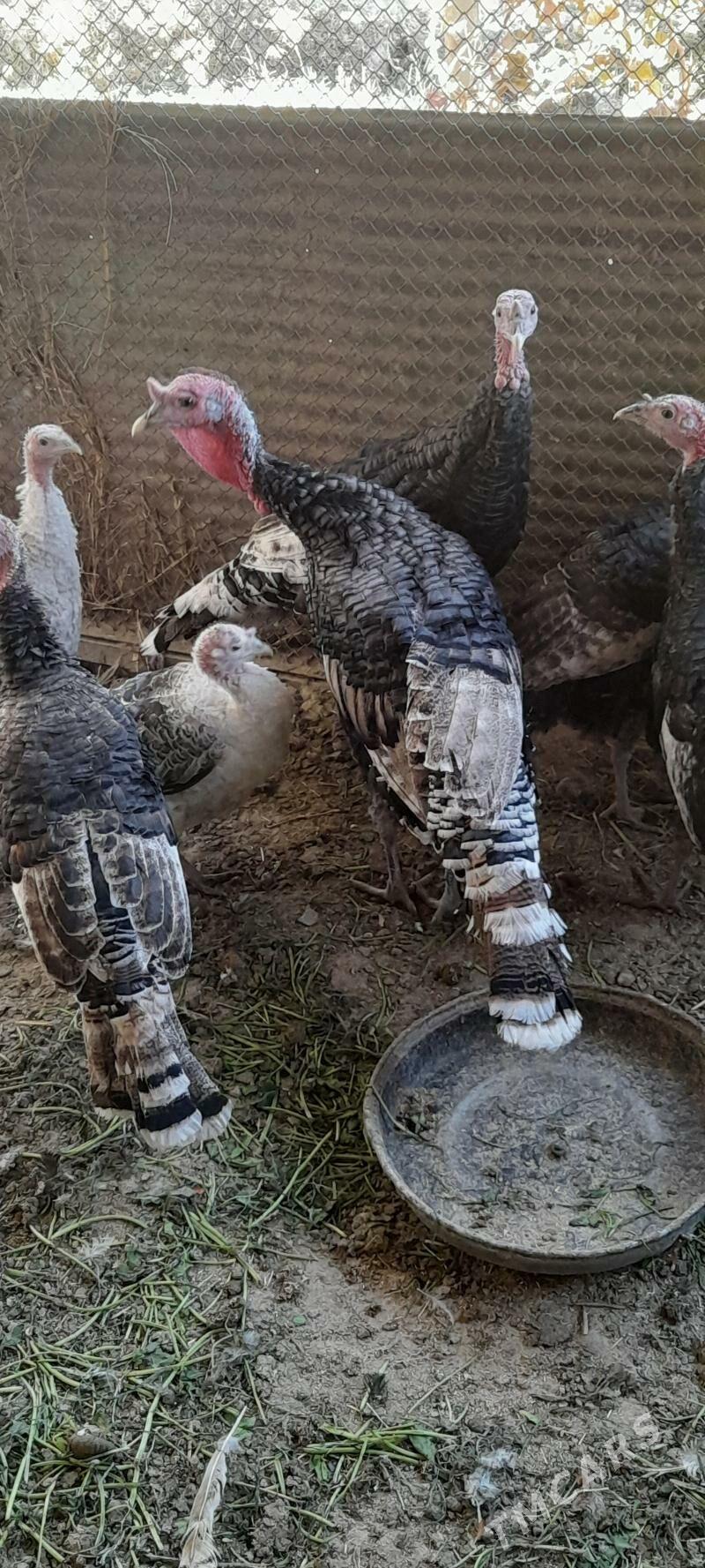 erkek indik 1 - Бахарден - img 1