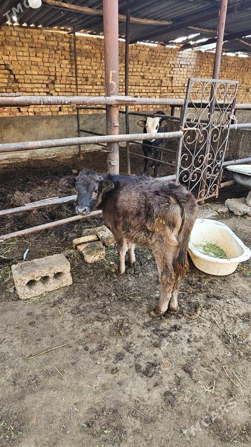 Gibrit göleli sygyr - Ашхабад - img 6