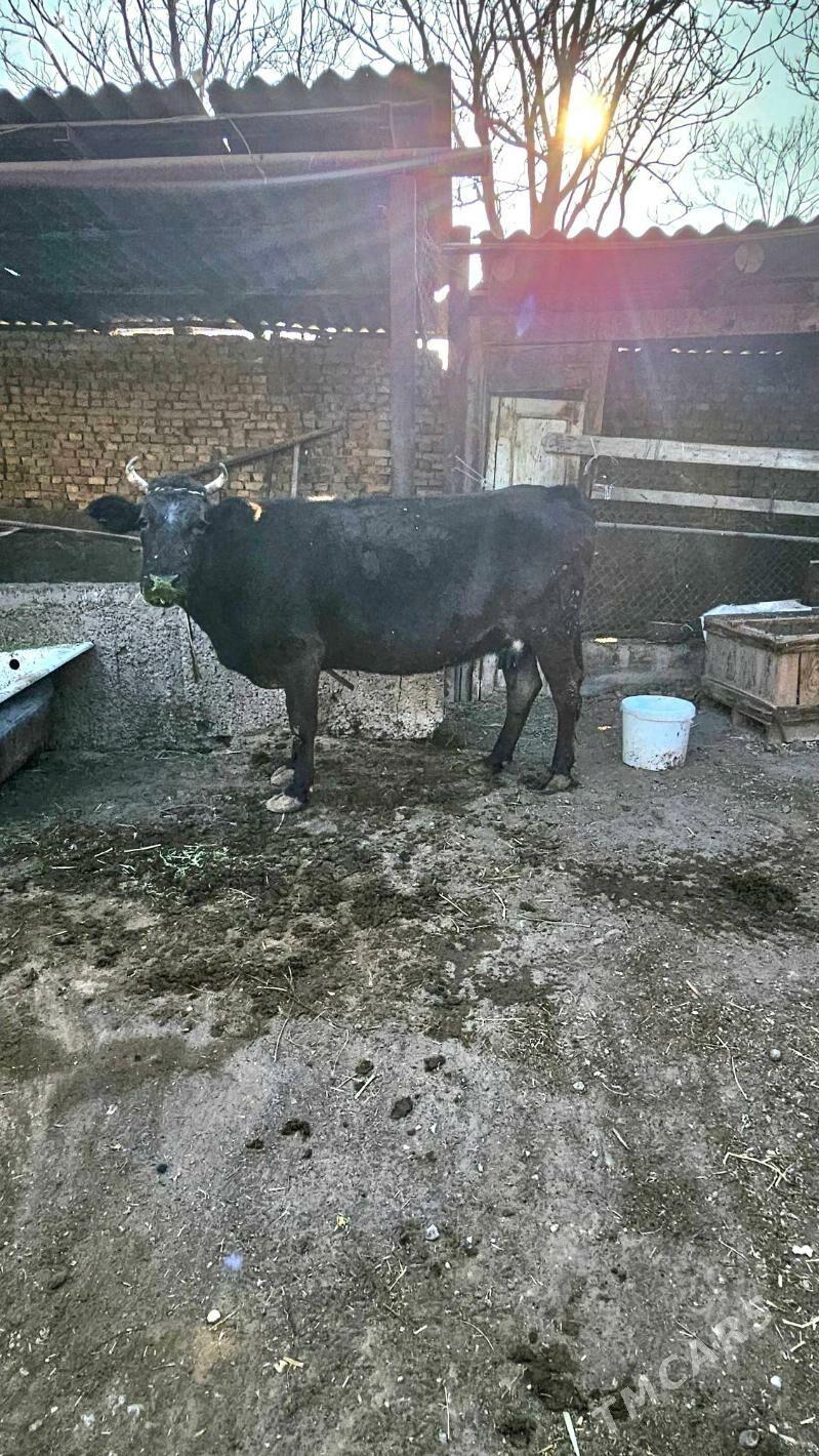 Gibrit göleli sygyr - Aşgabat - img 1