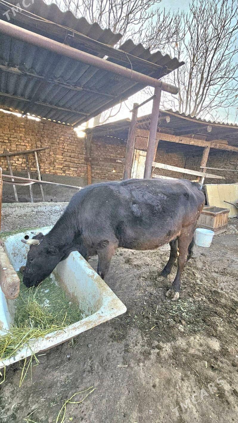 Gibrit göleli sygyr - Ашхабад - img 2