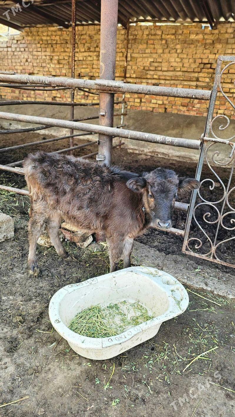 Gibrit göleli sygyr - Ашхабад - img 7