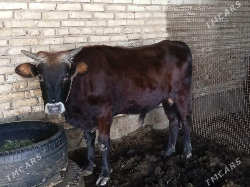 okuz - Теджен - img 5