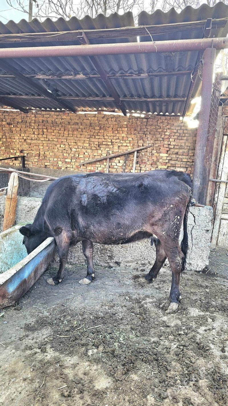 Gibrit göleli sygyr - Ашхабад - img 3