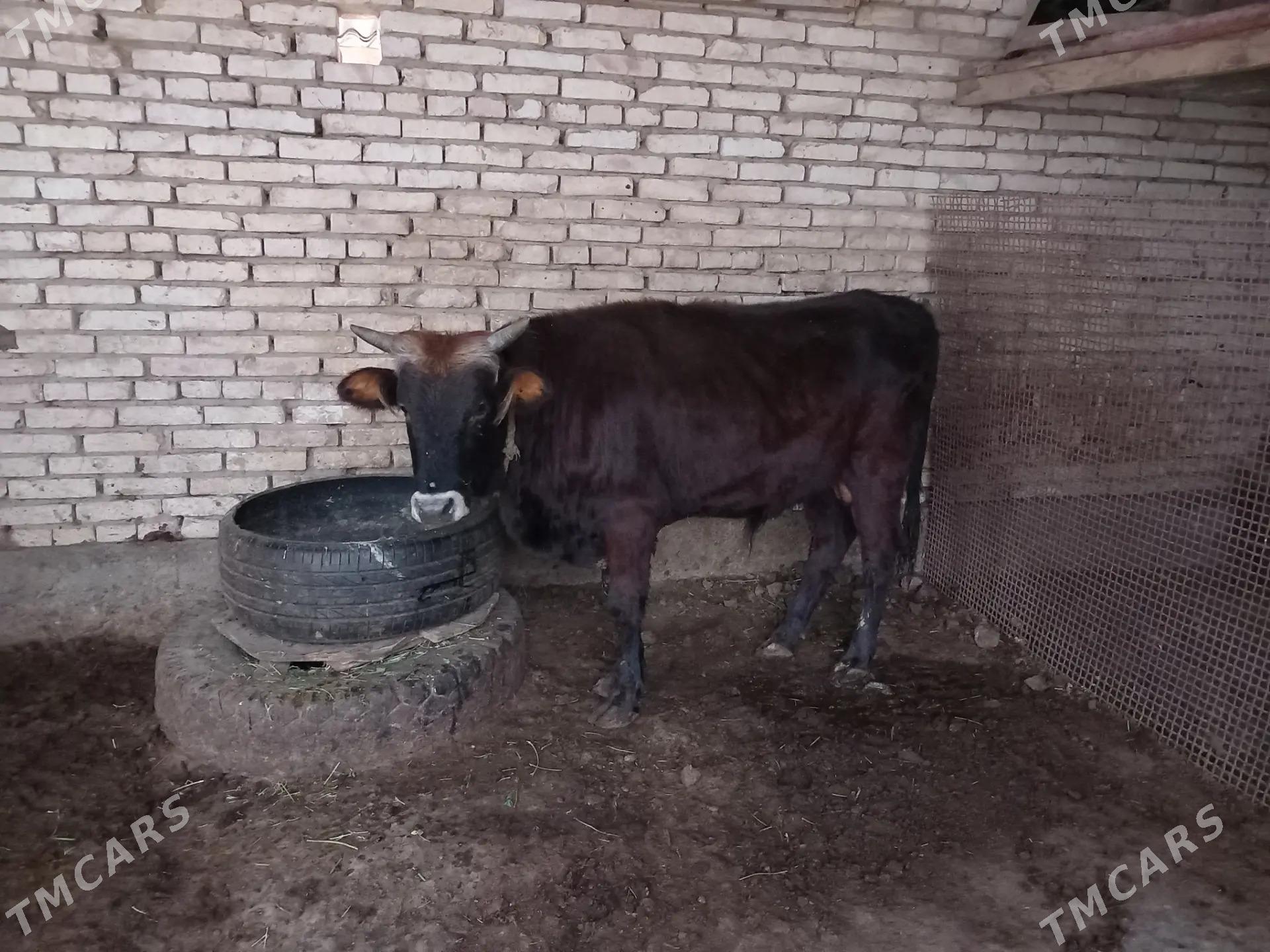 okuz - Теджен - img 2