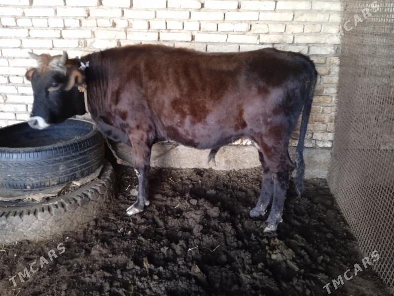 okuz - Теджен - img 4