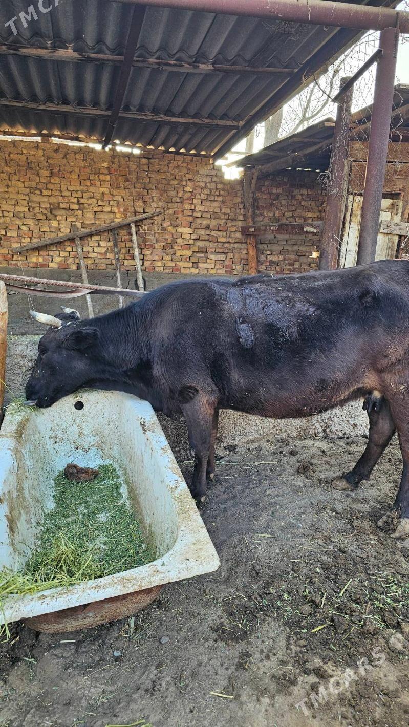 Gibrit göleli sygyr - Ашхабад - img 5