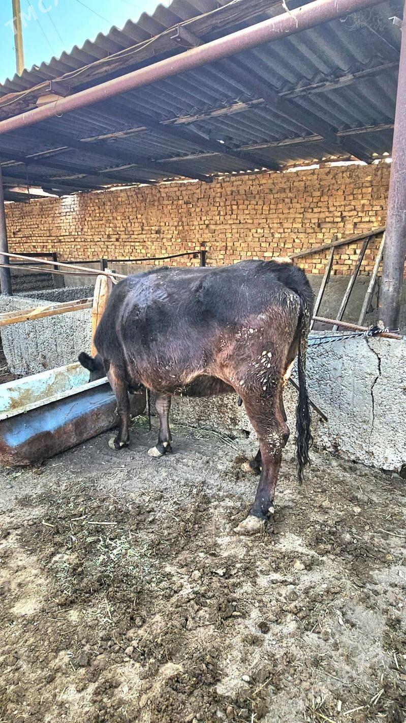 Gibrit göleli sygyr - Ашхабад - img 4