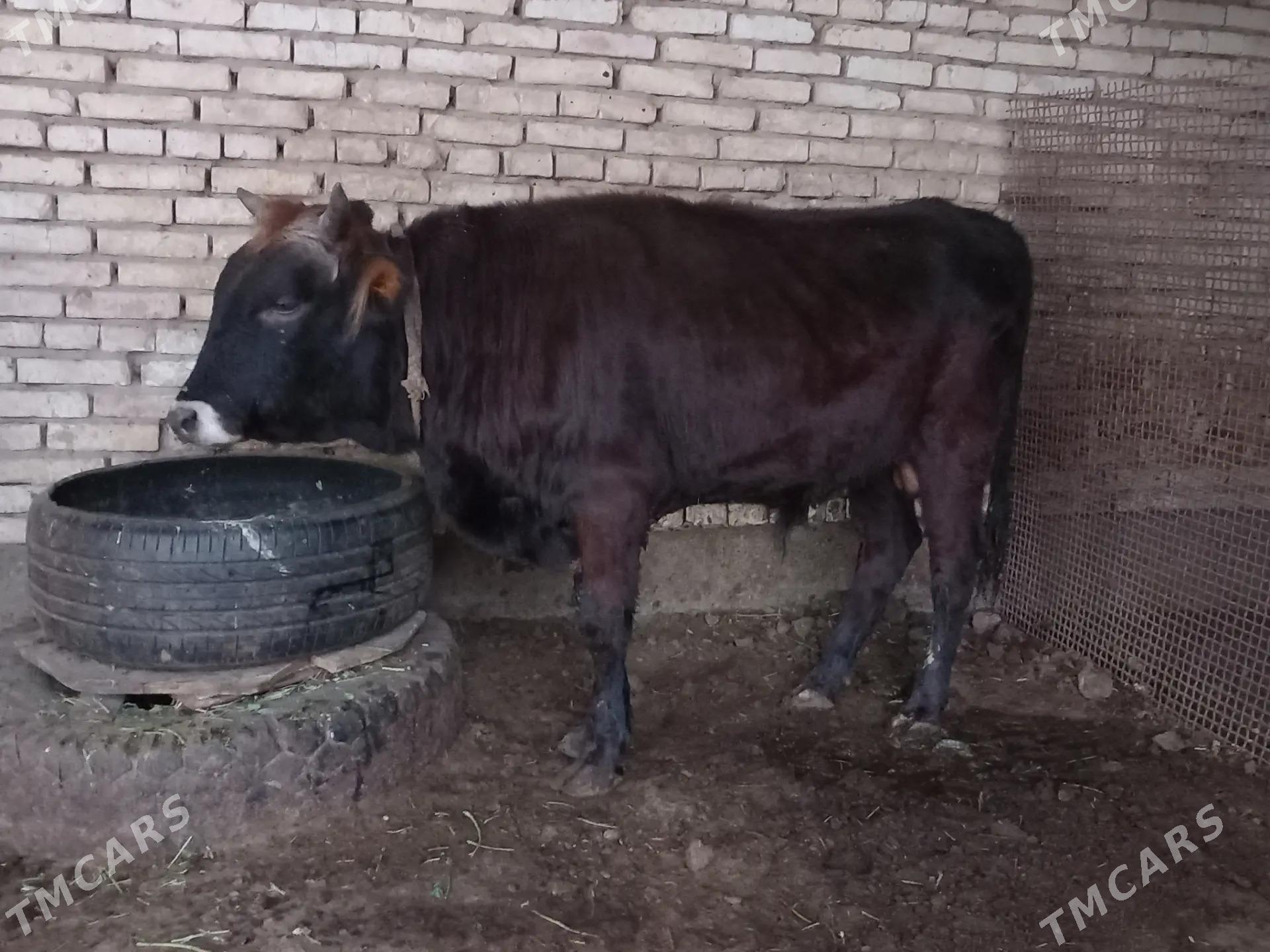 okuz - Теджен - img 1