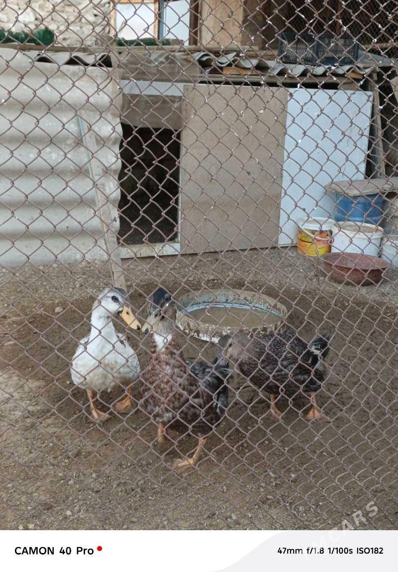 Ördek gak gak - Балканабат - img 2