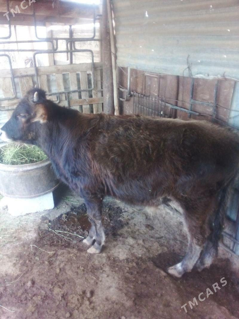 ökuzçe 11 aylyk - Balkanabat - img 1