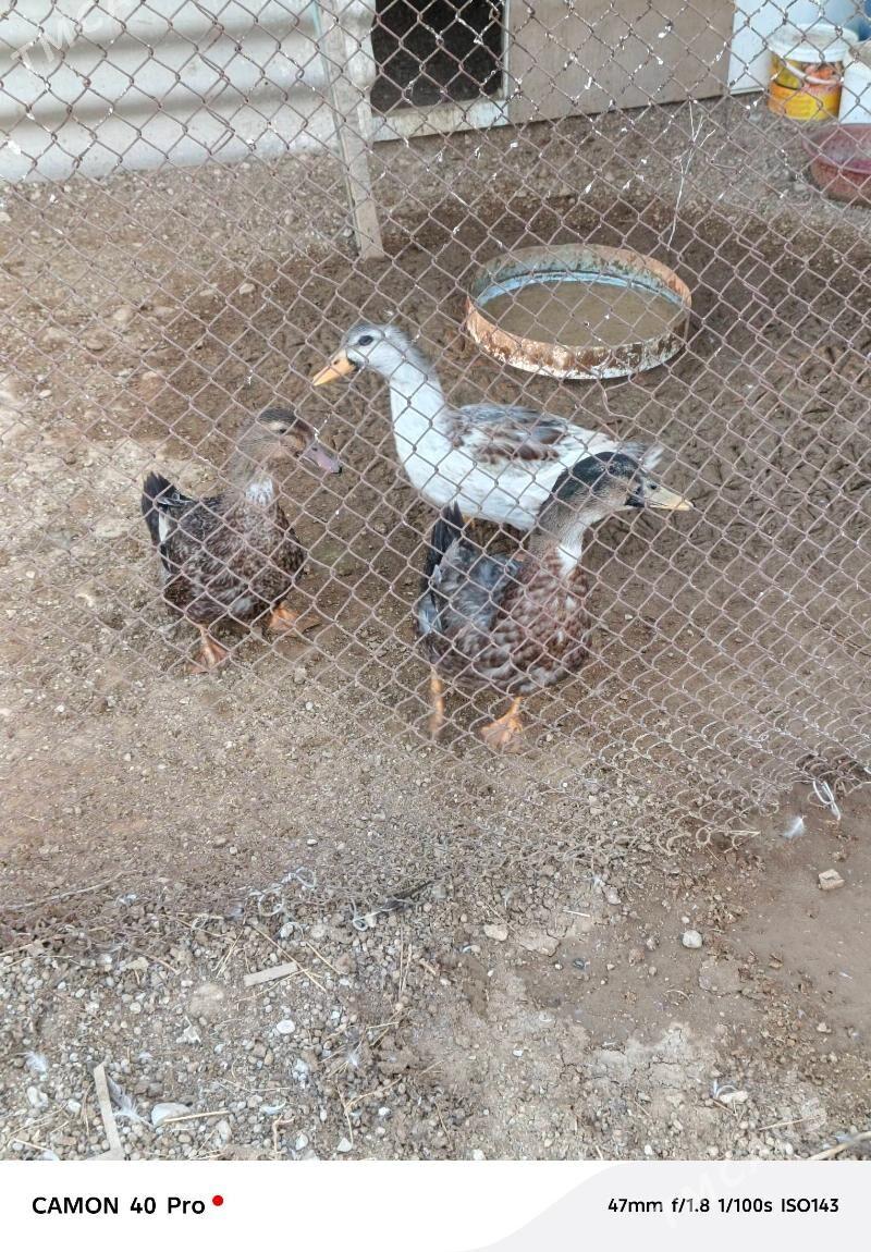 Ördek gak gak - Балканабат - img 1