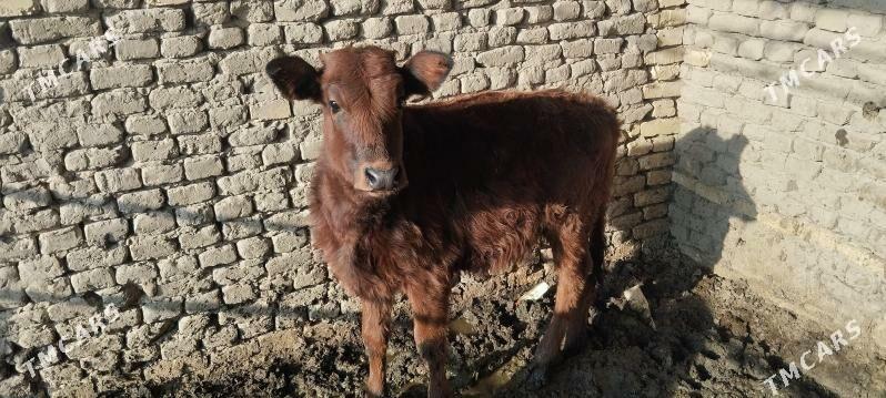 gulajyn gole - Векильбазар - img 1