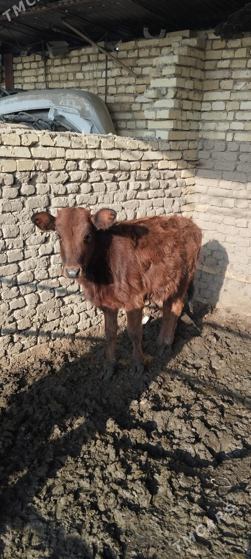 gulajyn gole - Векильбазар - img 2