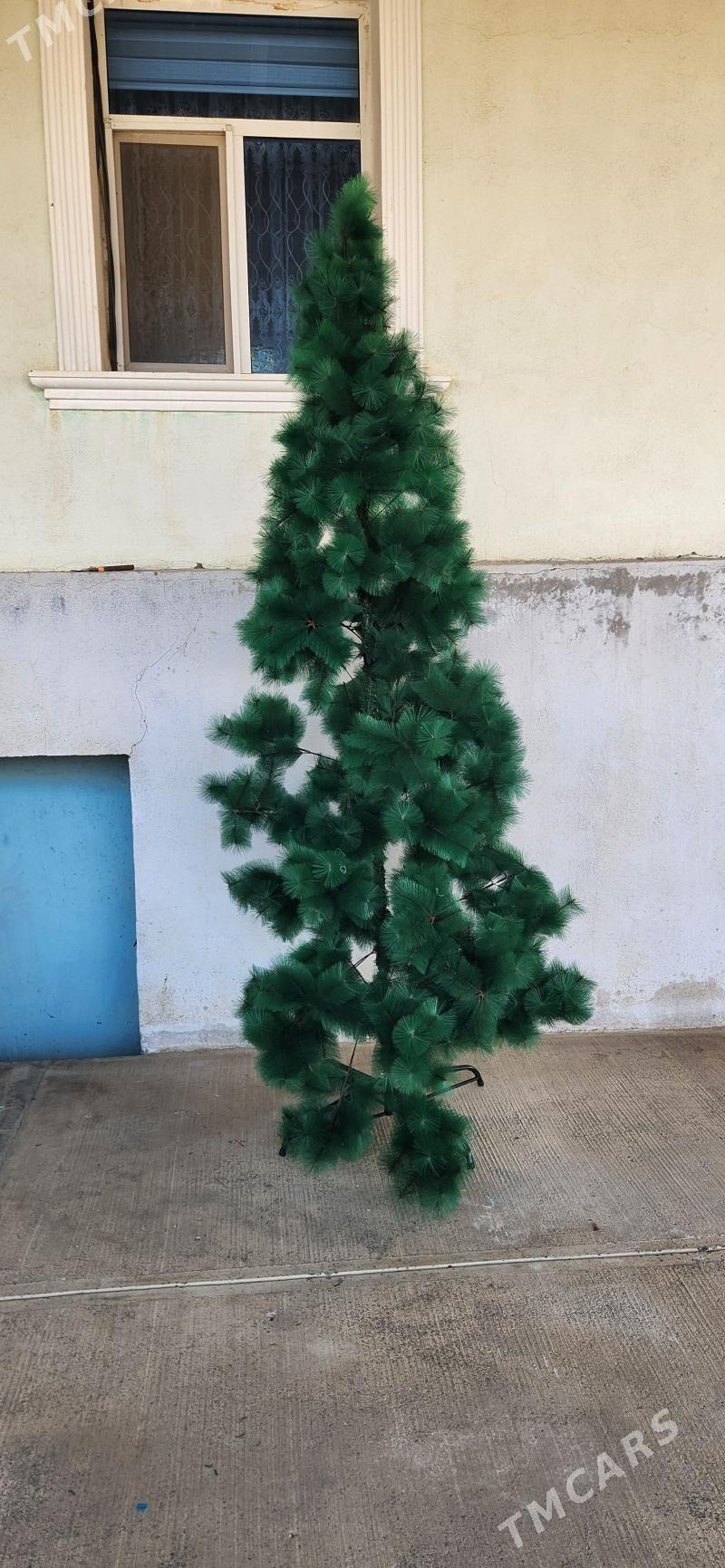 yolka arca - Gökje - img 4