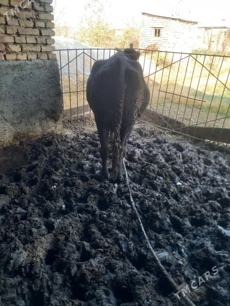 bakyla semiz sygyr - Мары - img 5