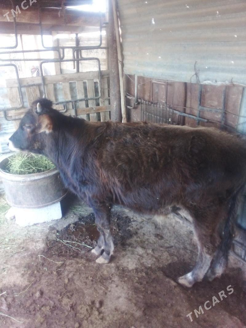 ökuzçe 11 aylyk - Балканабат - img 2