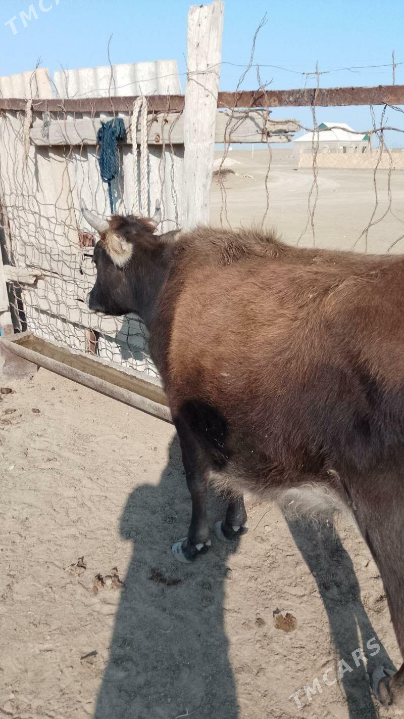 sygyr - Эсенгулы - img 1