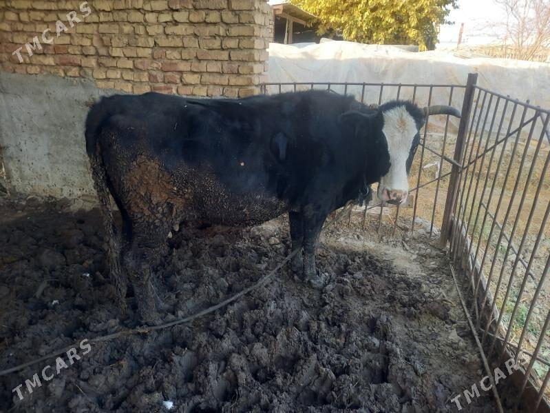 bakyla semiz sygyr - Мары - img 4