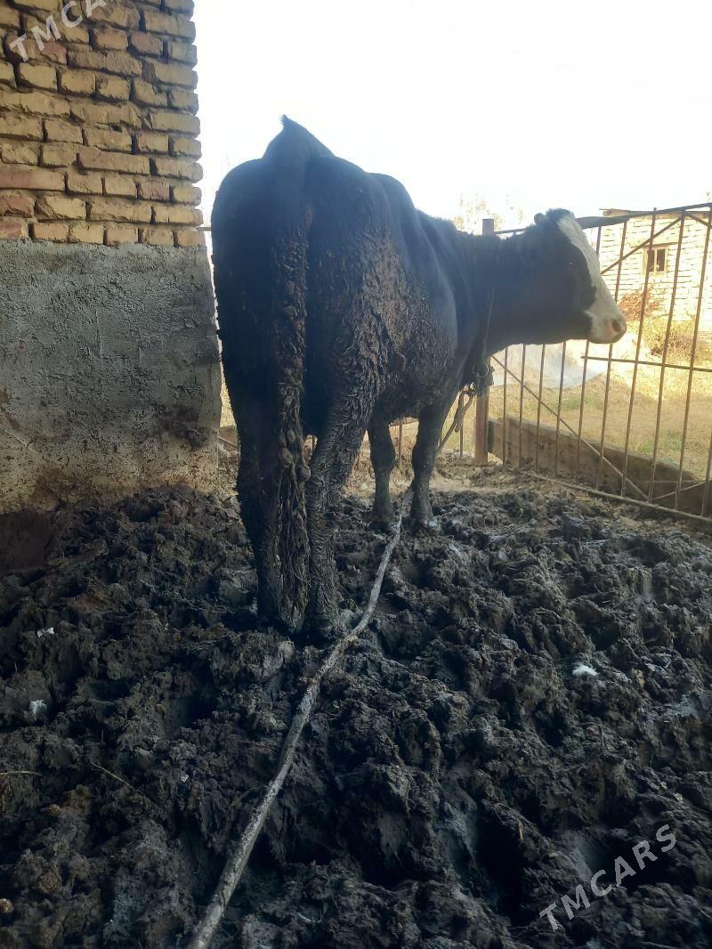 bakyla semiz sygyr - Мары - img 3